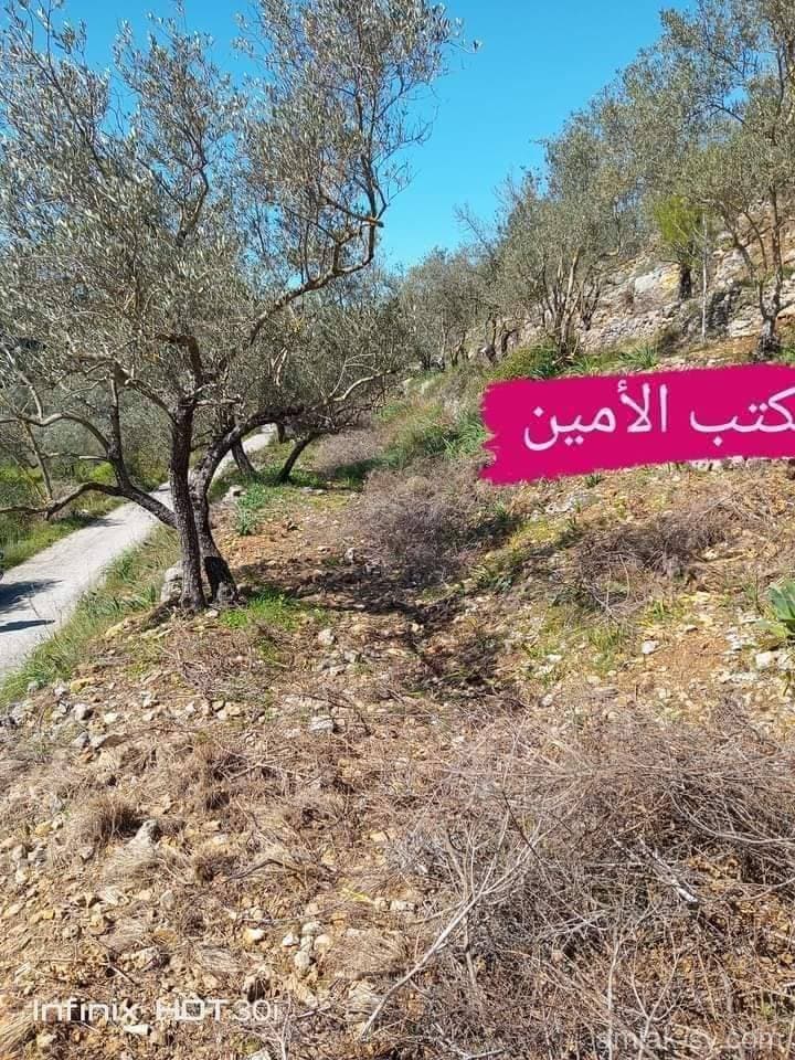 صورة 2
