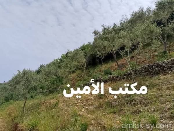 صورة 3