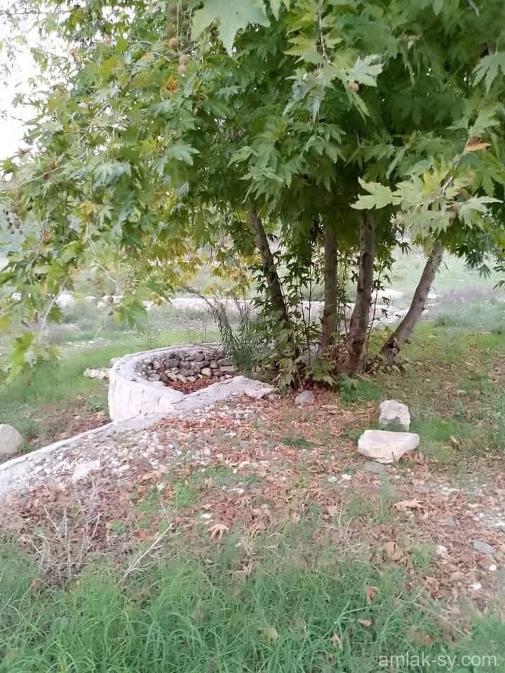 صورة 2