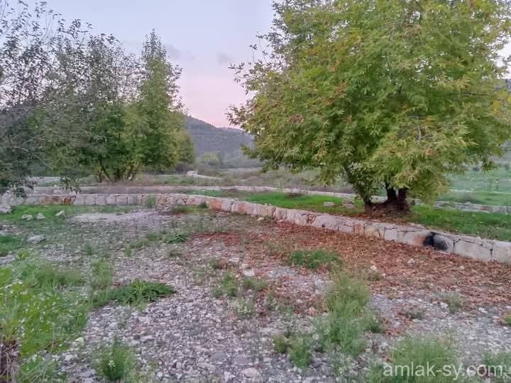 صورة 3