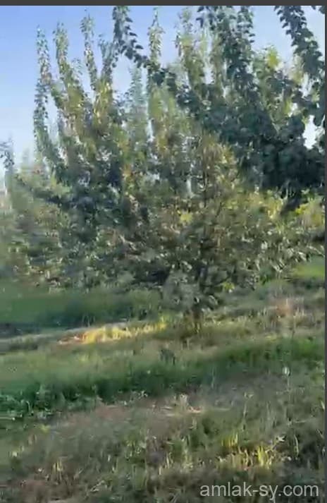 صورة 4