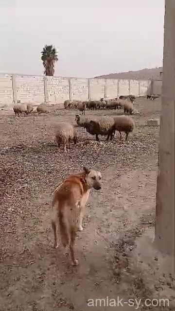 صورة 2