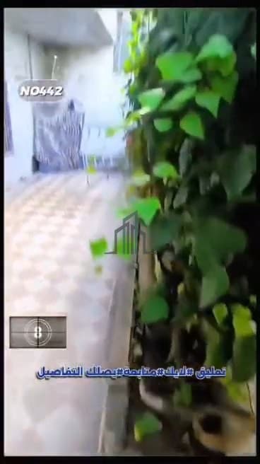 صورة 2