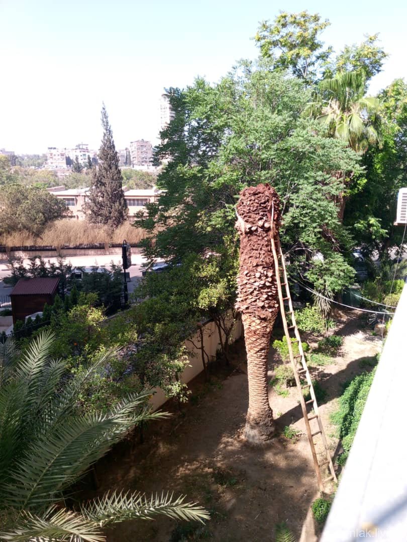 صورة العقار