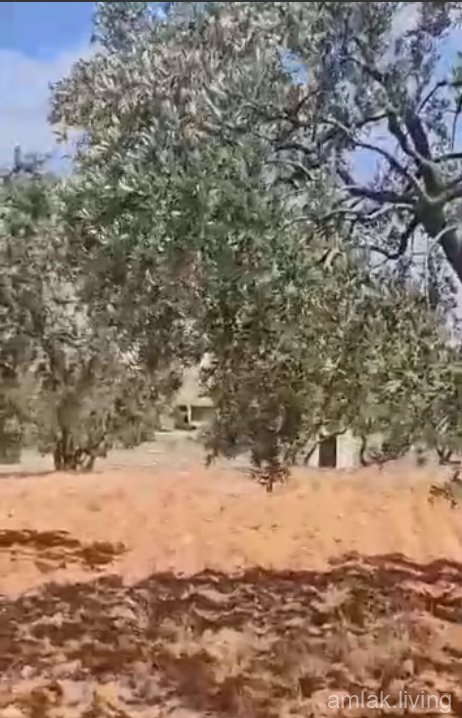 صورة العقار