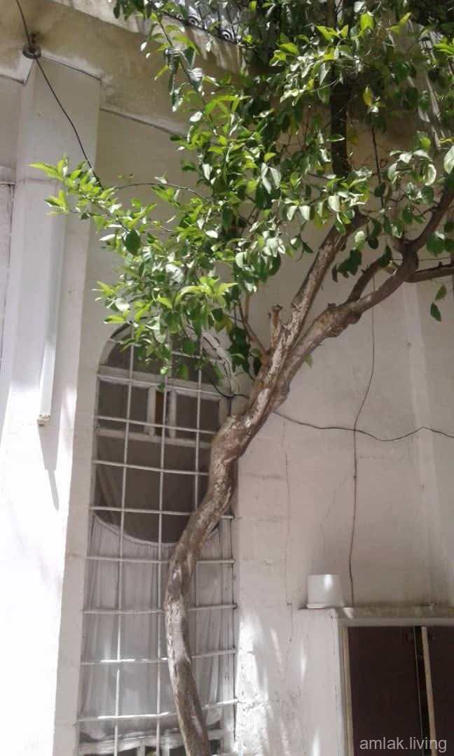 صورة العقار