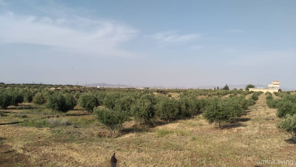 صورة العقار