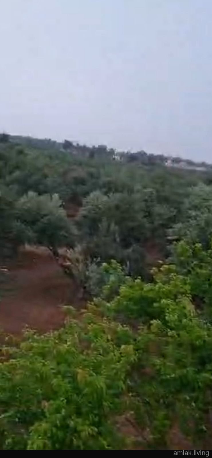 صورة العقار