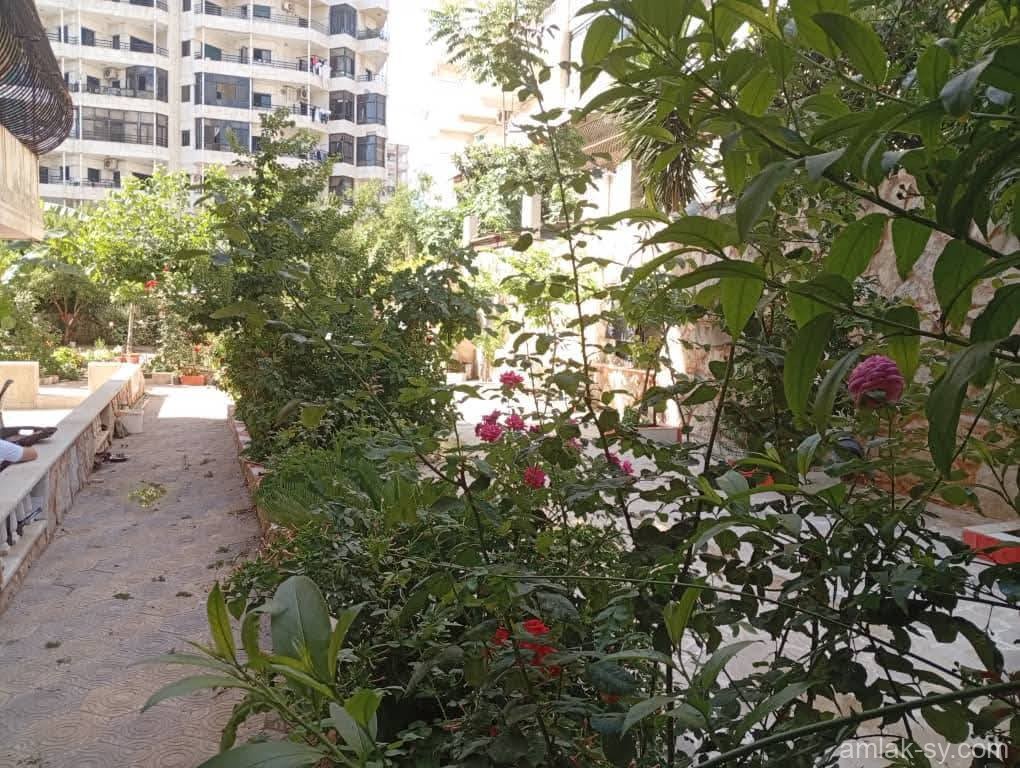 صورة العقار