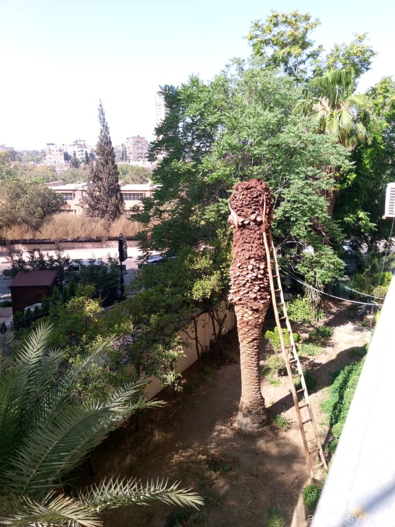 صورة العقار
