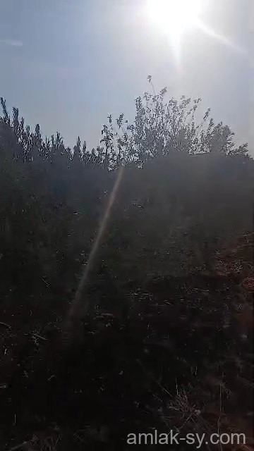 أرض 2900م في جاسم في ريف درعا للبيع (48)