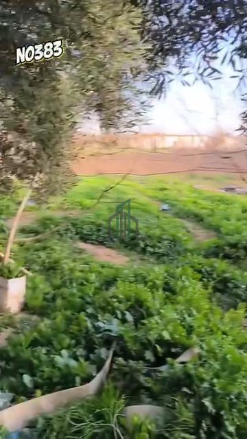 ارض للبيع 500 م - ريف دمشق - دوما